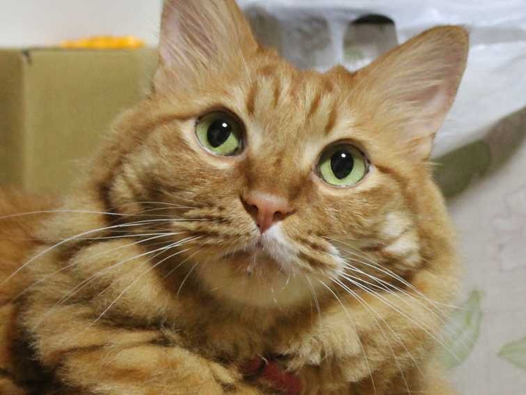 捨て猫だった「久」　お兄ちゃん猫タラチャンと仲良し