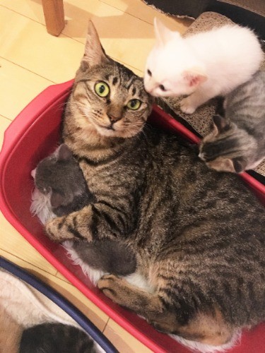 墨田家の飼い猫3匹もみな保護猫。入れ代わりやって来る子猫たちの面倒をよく見る