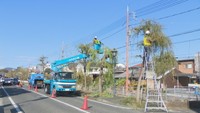 倉敷市の観光地で行われている柳のせん定