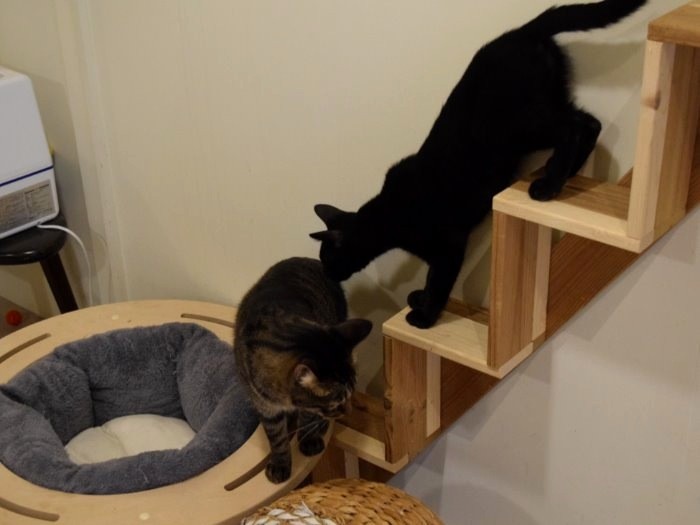 出会いを待つ保護猫＝ツキネコカフェ