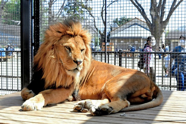 百獣の王と言われるライオンも、腎臓病にかかりやすいという=群馬県桐生市