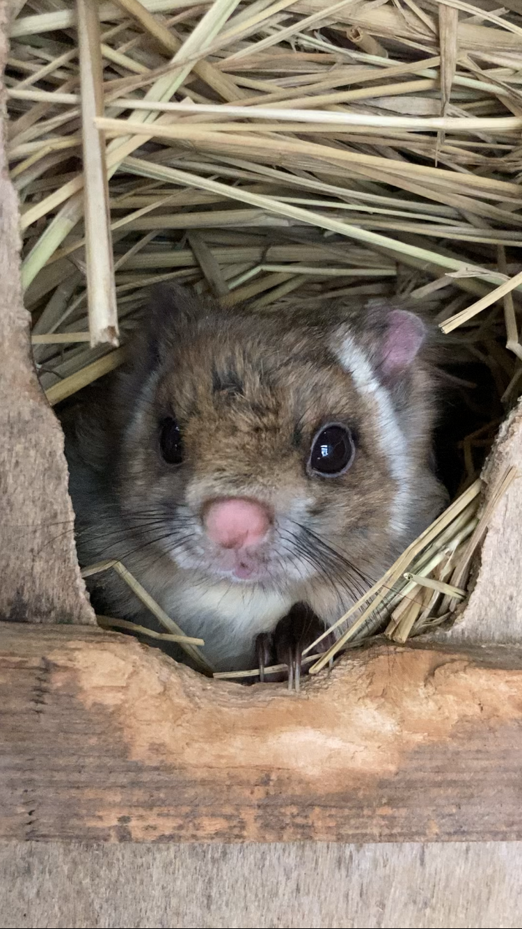 こちらを見つめている…（画像提供：茶臼山動物園）