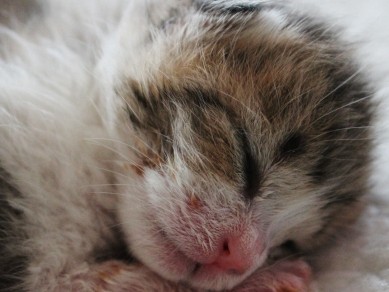 動物保護センター建て替えの寄付、目標額に達せず、県費投入も