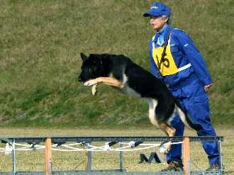 においや足跡追って捜査に協力　ラブラドルレトリバーが優勝