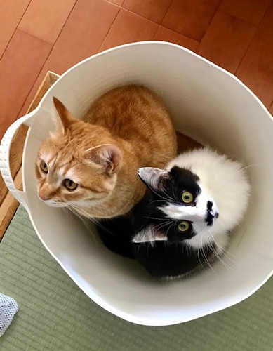 籠でラブラブ（まりさん提供）