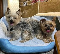 顔を合わせるとケンカばかりしていた2匹が…（飼い主さん提供）※画像はトリミングしています