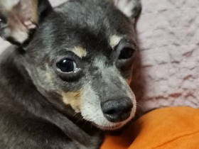 元繁殖犬のミニピン「マル」加入で、豪華になった食事情と急成長した先輩犬