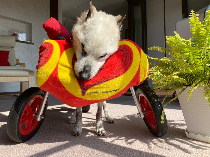 歩行器を使って室内を散歩しながら日向ぼっこ。ポカポカ陽気に眠気が差してウトウト……（上村さん提供）