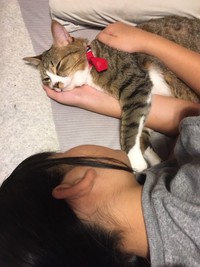 いつも癒してくれる＝もずく＆こんぶ（保護猫・姉弟）さん（@mozukon_xiaomao）提供