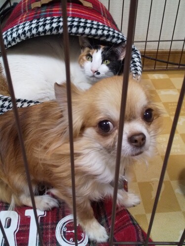 はるとのツーショット。けんかもせず、いい距離感（せんきちさん提供）