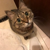 丸い顔に丸い目、こんな可愛い顔だが気は強い