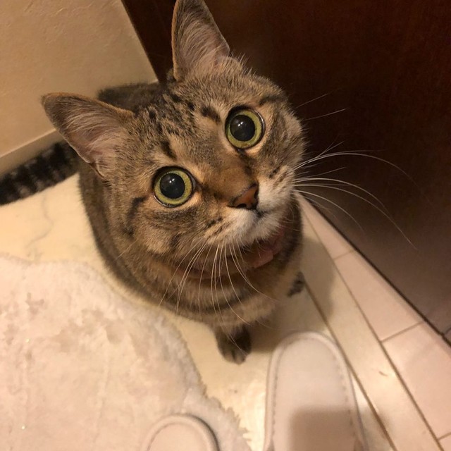 丸い顔に丸い目、こんな可愛い顔だが気は強い