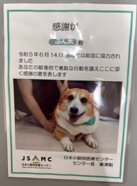 供血したぶん太くんには感謝状が送られた（ぶん太くんの飼い主さん提供）