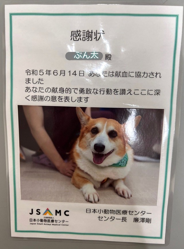 供血したぶん太くんには感謝状が送られた（ぶん太くんの飼い主さん提供）