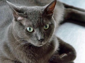 がんになったと両親に告げたその直後　好戦的だった実家の猫が私にだけ優しくなった