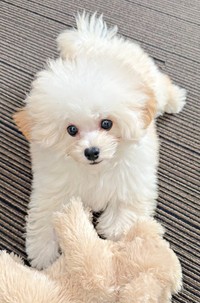 賢く家族が大好きな子犬（画像提供：ふわとろ天使くん）