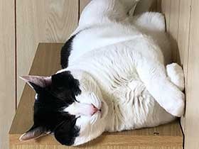 8キロ超の大きな体、でも鳴き声がかわいい　ミックス猫「うに」