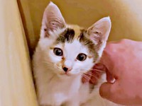 保護翌日、病院へ。人間に捨てられたことがわかった果生ちゃん（画像提供：YouTubeチャンネル「三毛猫かなり」さん）
