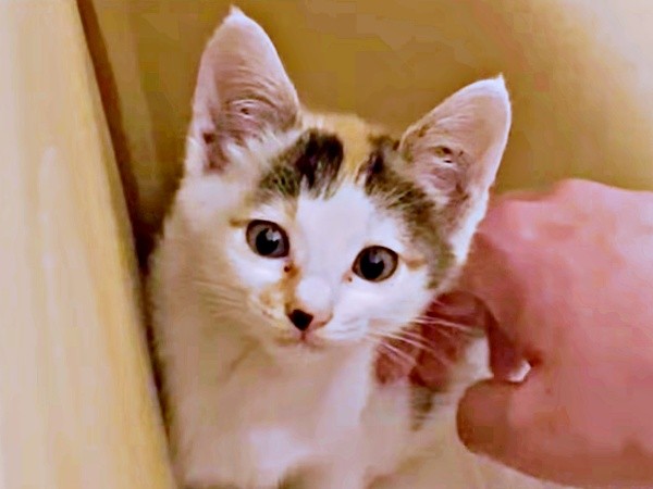 保護翌日、病院へ。人間に捨てられたことがわかった果生ちゃん（画像提供：YouTubeチャンネル「三毛猫かなり」さん）