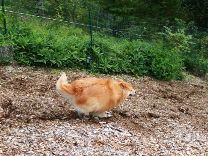 走ると丸い福助