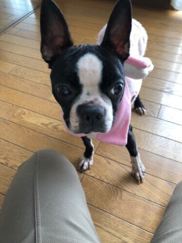 家にきたころの「紬」