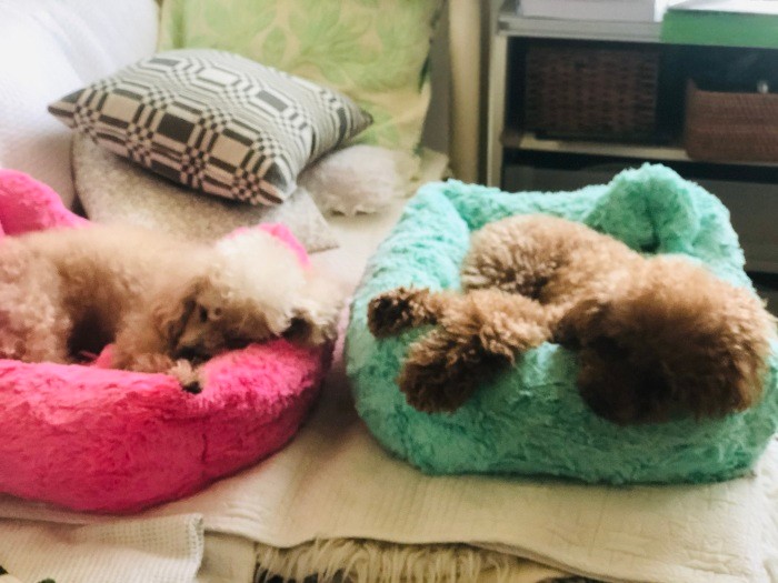 ２匹の名は夫婦が好きなハワイに由来。コナ（左）は珈琲の産地としても名高いハワイ島の地区より、コア（右）はハワイにだけ生える神聖な樹木より命名した（理恵さん提供）