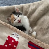 笑顔のようなニャー