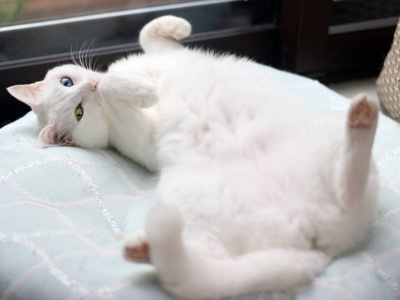 今ではすっかりヘソ天！（sangorukaさん提供）