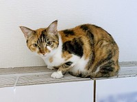 箱の上にちょこんと座ったひなちゃん（画像提供：ひなてまリンさん）