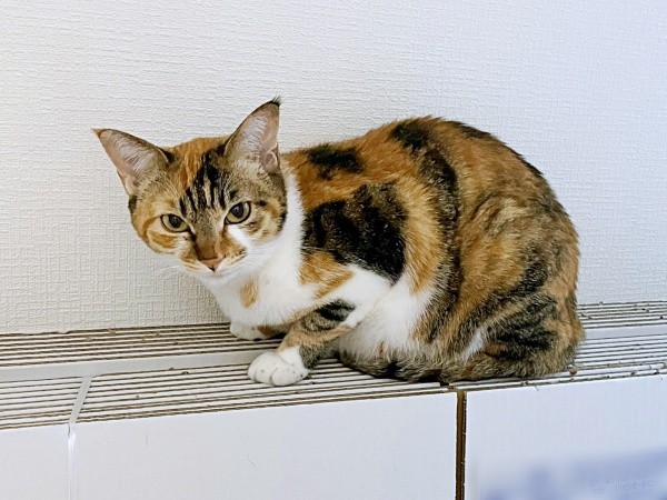 箱の上にちょこんと座ったひなちゃん（画像提供：ひなてまリンさん）