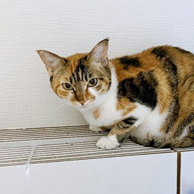 箱の上にちょこんと座ったひなちゃん（画像提供：ひなてまリンさん）