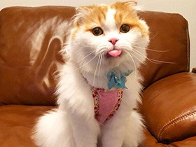 いい顔して～のお願いにあっかんべー　おっとりなスコ「コロン」