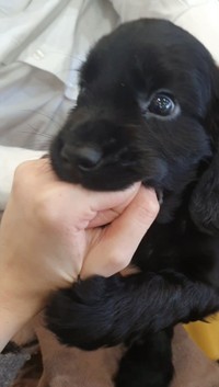 獲物を仕留めるようにガブリ（提供：おっちょこちょいのいぬさん）