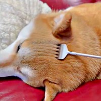 孫の手でそっと撫でると、あずきちゃんの頭に「枯山水」が出現（画像提供：林さん）