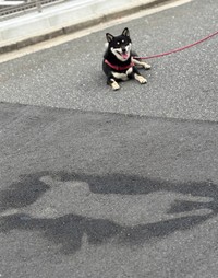 すこし満足げな表情を見せる拓ちゃん（提供：黒柴・拓 ♀さん）