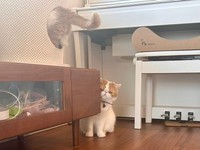 こんぶちゃん「パパさん、知らぬが仏ですにゃ…」（画像提供：エキゾのきなこさん。）