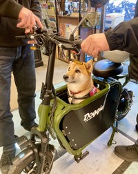 私ここにいていいんですよね、、、と困惑するるなちゃん（提供：柴犬るなさん）