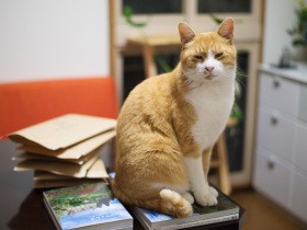 元野良猫「はち」を迎えて約１カ月　くしゃみに頻尿、体調の変化に右往左往する日々