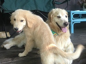 がんと闘っているお母さんの支え  マックス（左）とレックス