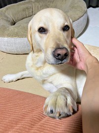 「撫でたまえ！」 アピールがかわいいロキくん（画像提供：ロキの相方さん）