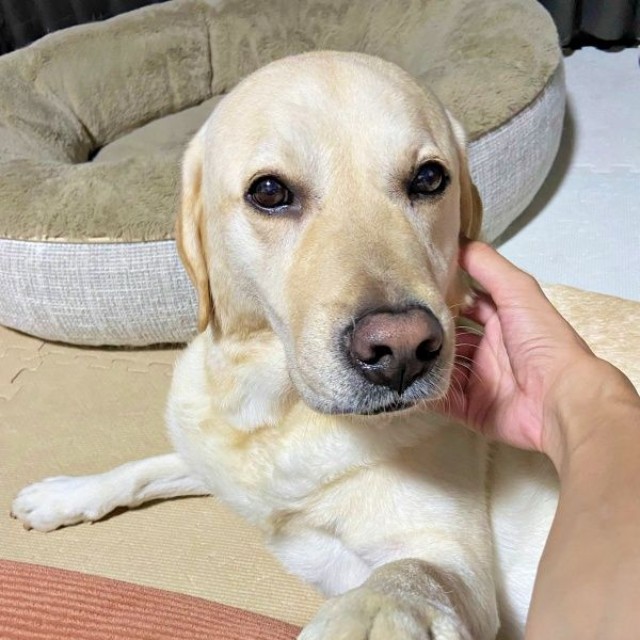 「撫でたまえ！」 アピールがかわいいロキくん（画像提供：ロキの相方さん）