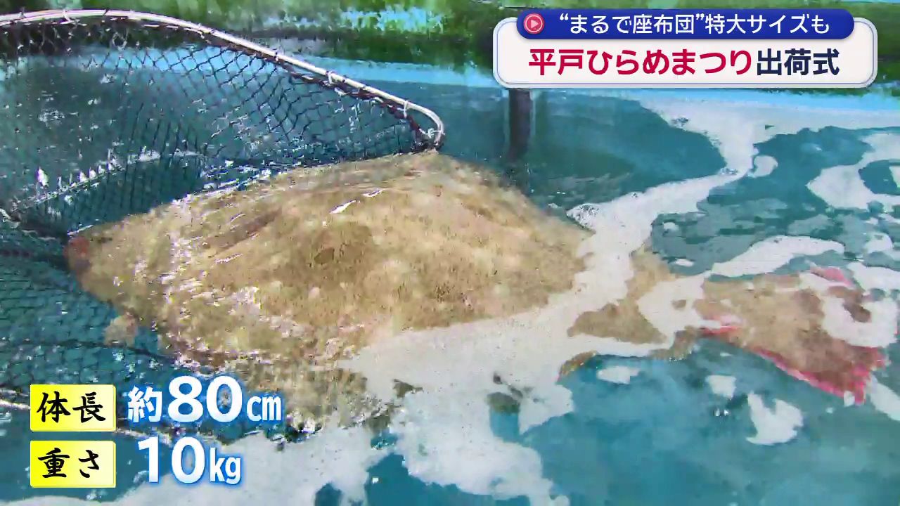 志村 観行＊海座工房＊魚文 ヒラメ フリーカップ 志村 観行＊海座工房＊魚文 ヒラメ フリーカップの通販はau PAY