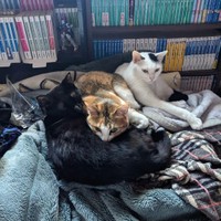 後から来たはなちゃんは、りょうたろうくんが大好き＝hanarenaryou提供