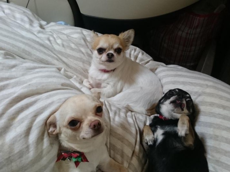 家にきたころの「たけぽち」