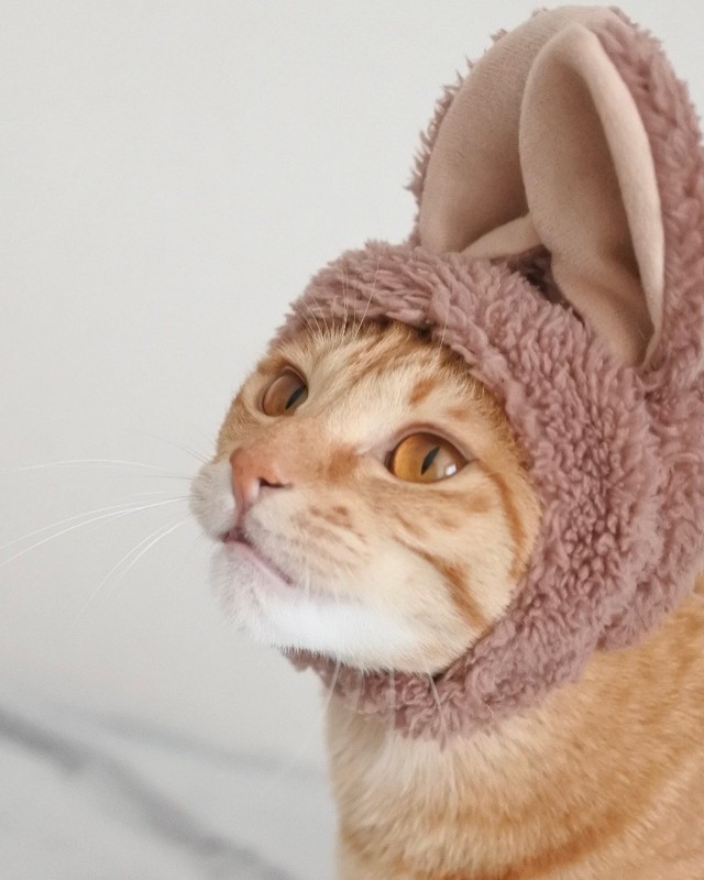 ぽんずうさぎになってみたにゃ