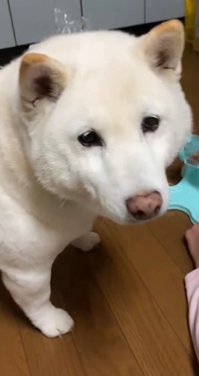 エサが出てこず困っているまつちゃん／投稿主さん（@bankinmatu）提供