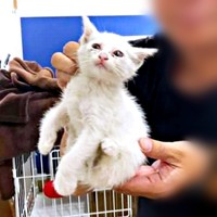 保護直後、猫風邪をひいていたトーイちゃん（画像提供：安田武史さん）