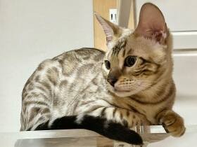 ここがぼくの遊び場なんだにゃ　猫部屋デビューしたベンガル「オーディン」