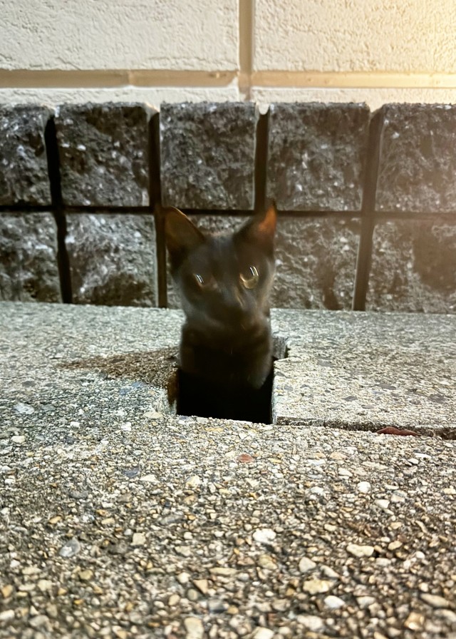 ひょっこり顔をのぞかせる保護前のクロミ姫ちゃん（画像提供：安田武史さん）