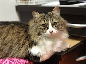 甘えんぼうでおてんばの保護猫「マイレ」　家族を結ぶ絆に